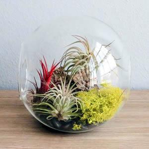 Aria: Tillandsia in Bowl di Vetro