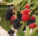 Baby Cakes Blackberry