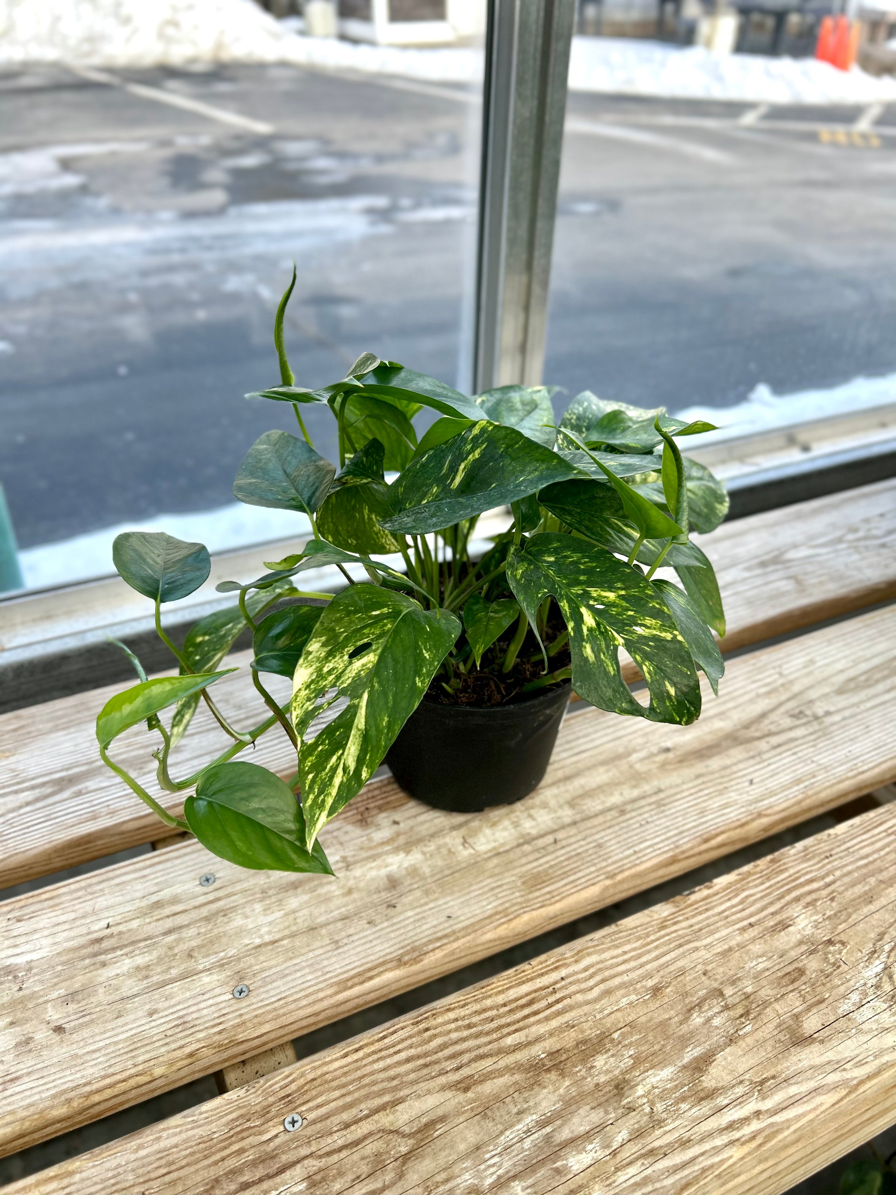 pothos morning sun 6" Yellow Sunrise Pothos