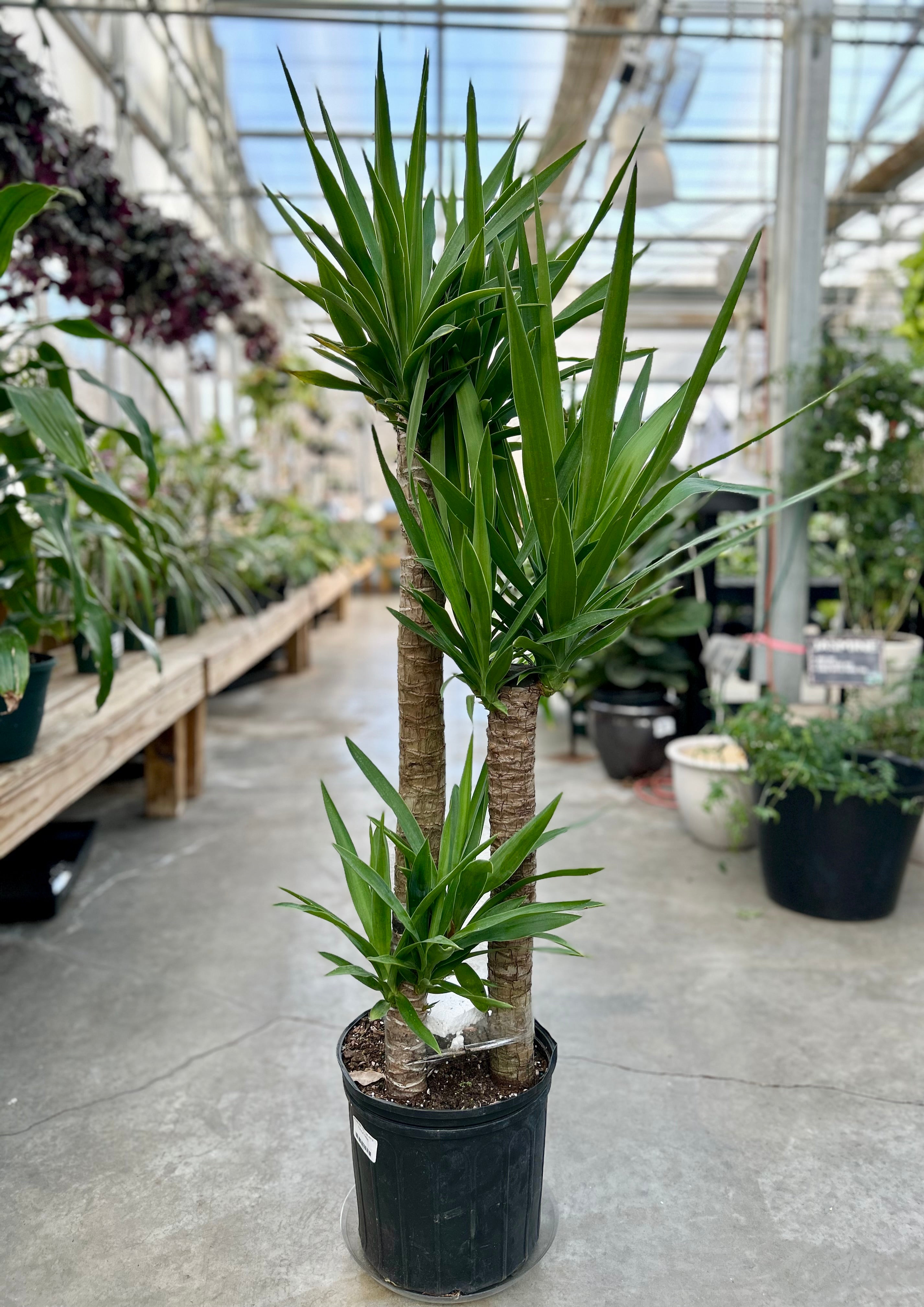 こたつ Yucca 10
