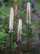 Pink Spike Bugbane