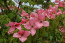 Scarlet Fire Dogwood