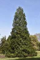 Spring Grove Arborvitae