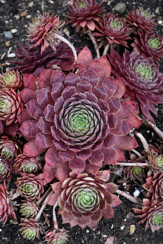 Peggy Hens and Chicks