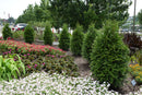Junior Giant Arborvitae