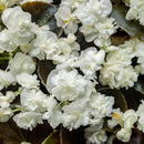 Double Up White Begonia - 4" Annual