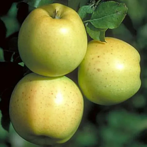 Honeygold Semi Dwarf Apple