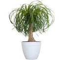6" Ponytail Stump