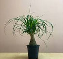 6" Ponytail Stump