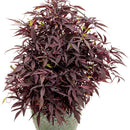 Proven Winners Sweet Caroline Potato Vines