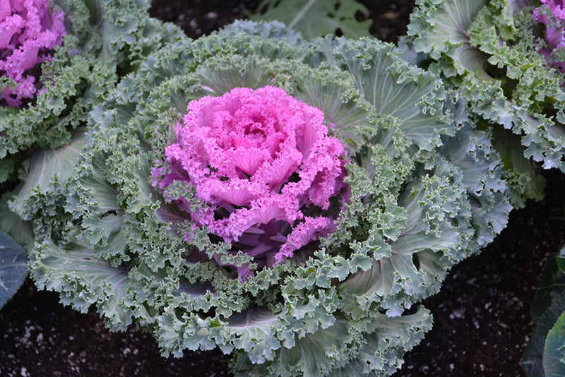 ornamental purple cabbage plant