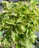 Pothos