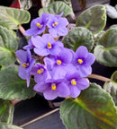 African Violets