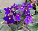 African Violets