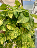 Pothos