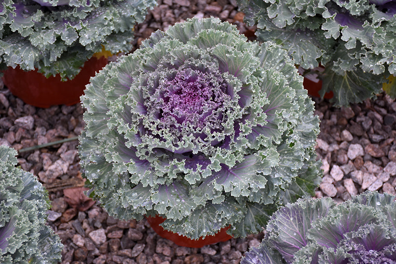 Ornamental Kale & Cabbage 6"