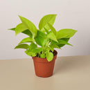 Pothos