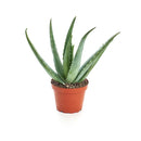 5" Aloe Vera