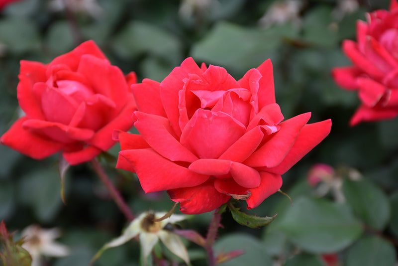 Double Knockout Rose Pink/Red