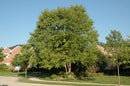 Heritage River Birch
