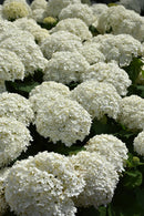 Hydrangea Incrediball