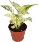 Pothos