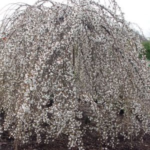 Snow Fountain Flowering Cherry Tree 6' Graft