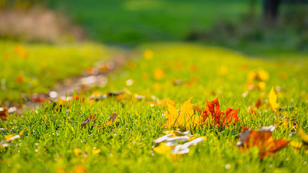 10 Tips to Turn Your Lawn & Landscape Around This Fall