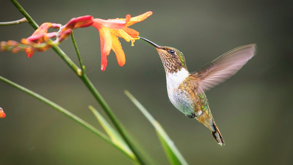 5 Things You Might be Surprised To Know About Hummingbirds