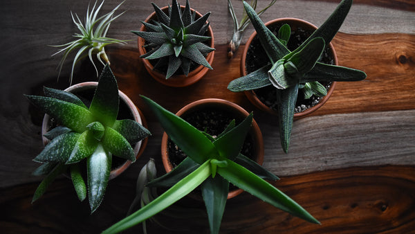 6 things to know before you grow houseplants