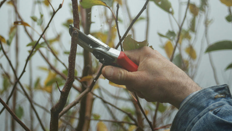 A PRUNING PLAN FOR THE HEALTHIEST FRUIT TREES