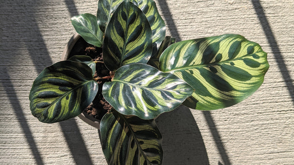 Time to Transition Your Houseplants Back Indoors