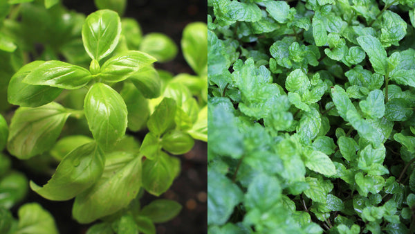 The Beauty of Easy, Edible Homegrown Herbs