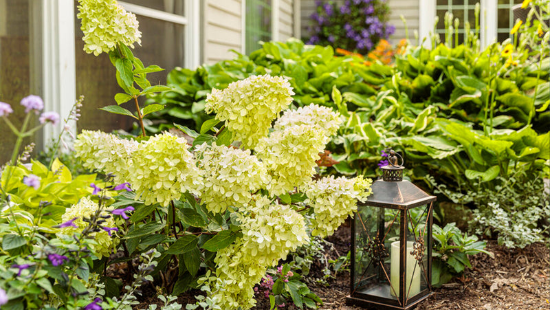 How to Choose and Care for Hydrangeas
