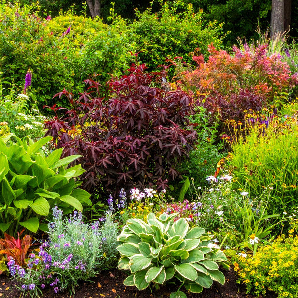 Low-Maintenance Plants for Busy People: Spring Edition