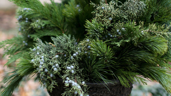 HOW TO HAVE BEAUTIFUL PORCH POTS ALL WINTER