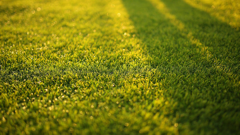 The Homeowner’s Guide to a Lush, Beautiful Lawn