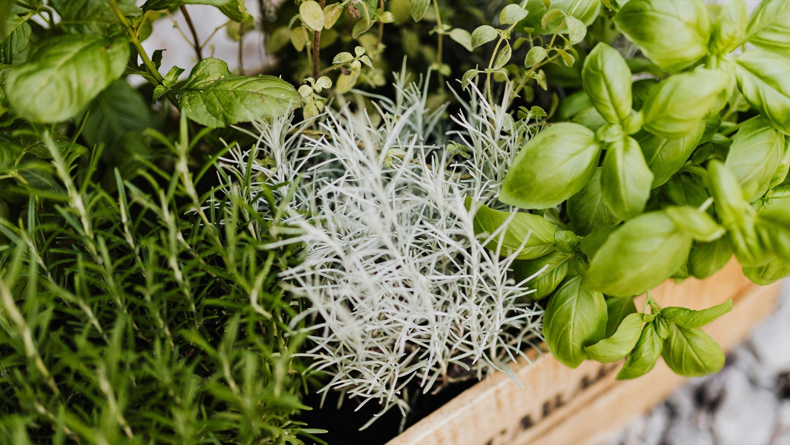 Spring Herbs Why and How to Grow Fresh Herbs This Spring