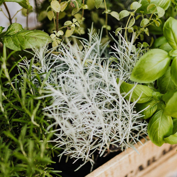 Why and How to Grow Fresh Herbs This Spring