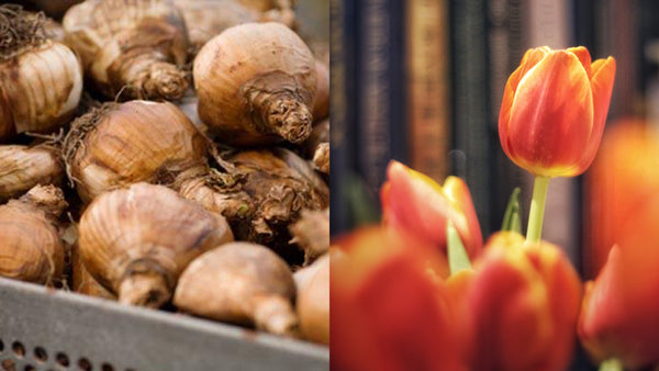 Your Guide to Getting Fall Bulbs Planted
