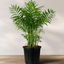 6" Parlour Palm