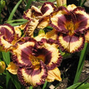 Daylilies