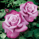 Barbra Streisand Hybrid Tea Rose (Rosa 'Barbra Streisand') - 3 gallon