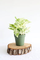 Pothos Marble Queen