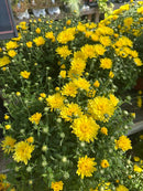 Chrysanthemums (Mums)