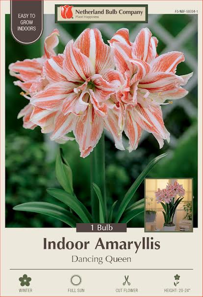 Amaryllis Bulbs