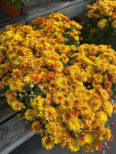 Chrysanthemums (Mums)