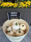 Snowball Pumpkins (per LB)