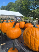 Carving Pumpkins (per LB)