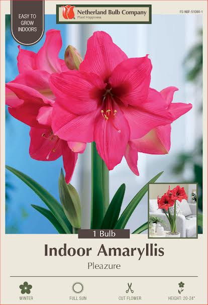 Amaryllis Bulbs